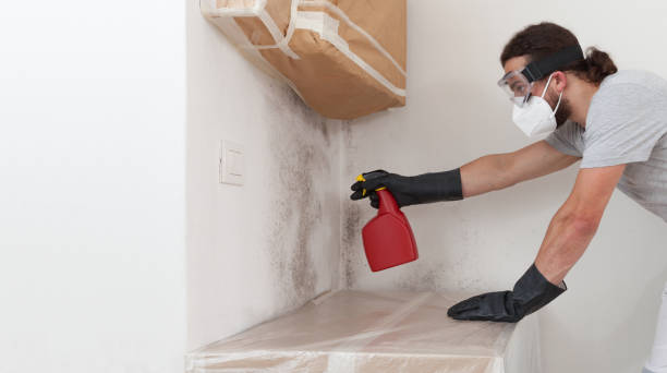 Basement Mold Remediation treatment on basement walls in McQueeney