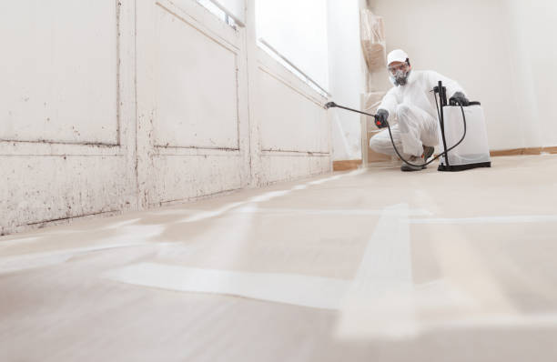 Black mold remediation team in McQueeney